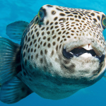 Puffer fish Lefkada