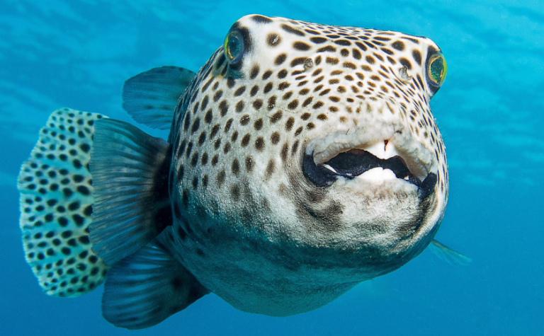 Puffer fish Lefkada
